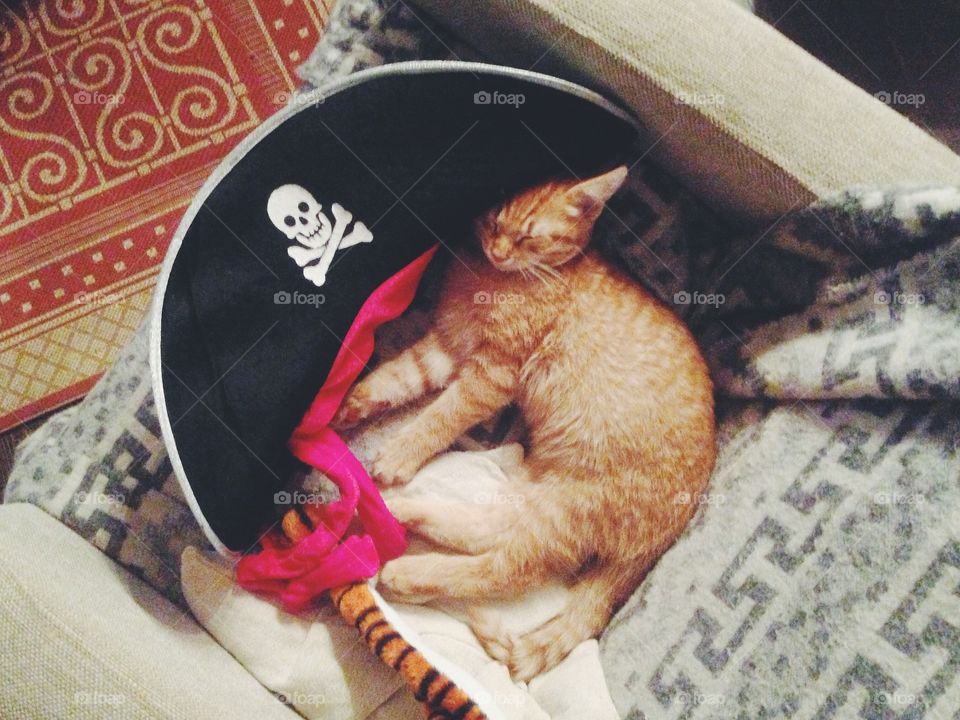 Cute red kitten in pirate hat 