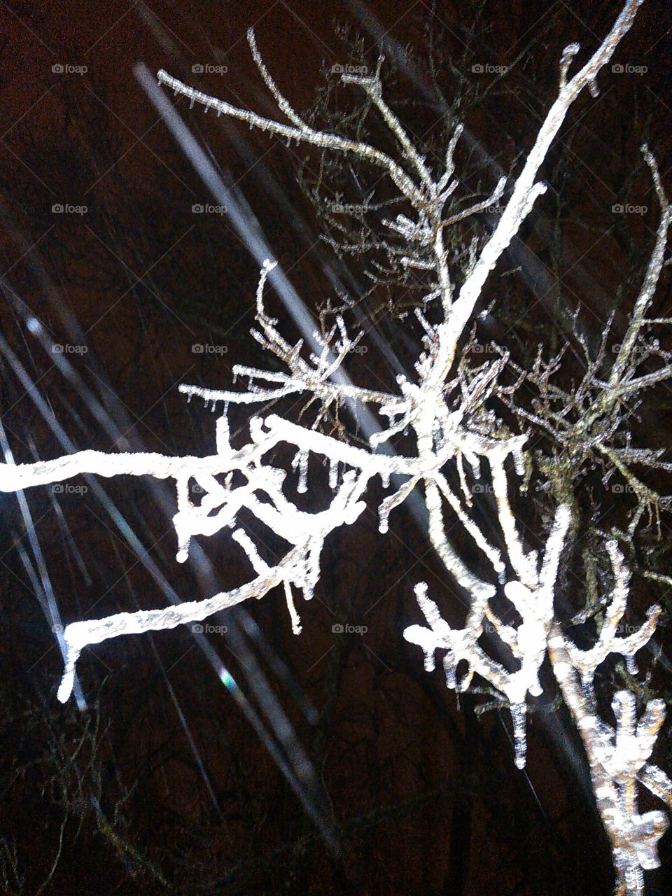 "Rain of Frozen Death."
Snow is quite a gorgeous thing, even when, symbolically, it is the essence of death in weather. Here is a shot of a tree in my backyard, coated in snow, as the flash from my camera and the refraction of the street lights causes the sky to have a slight red hue.