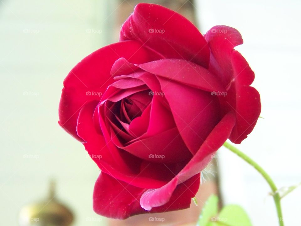 Beautiful dark pink rose