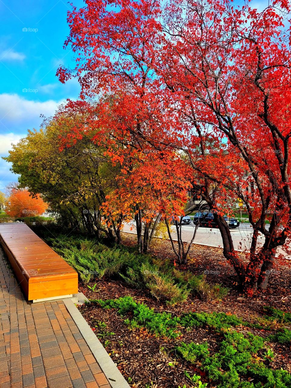 fall in Winnipeg with different colors