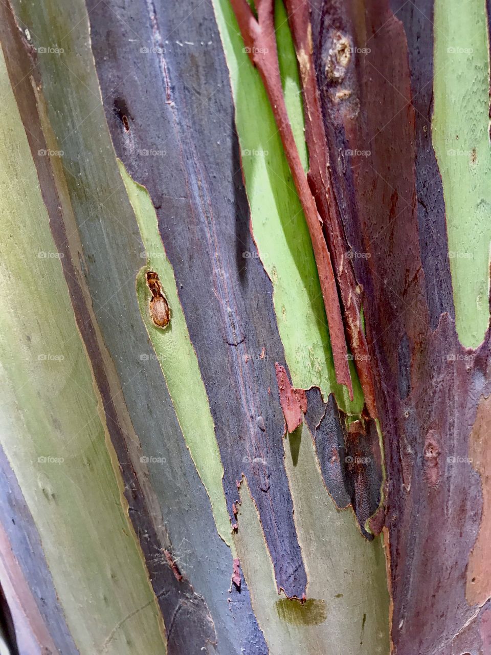 Close-up of rainbow-barked eucalyptus