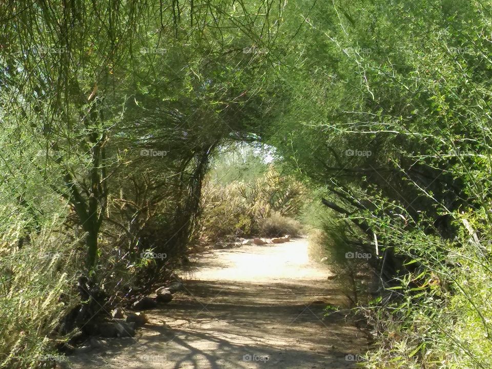 Natural forming arches of Palo Verde trees.
Shade in a desert lot.
Cactus and trees and home for the wrens.