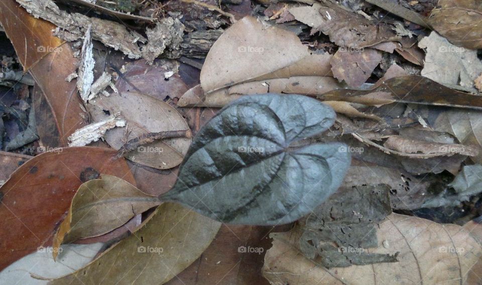 Dark coloured leaf