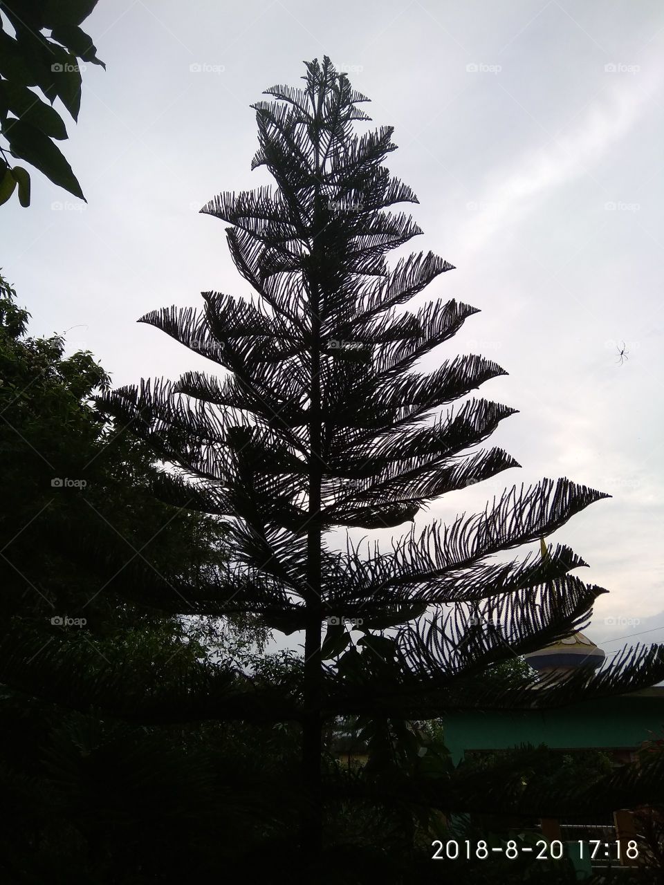 design tree wallpaper