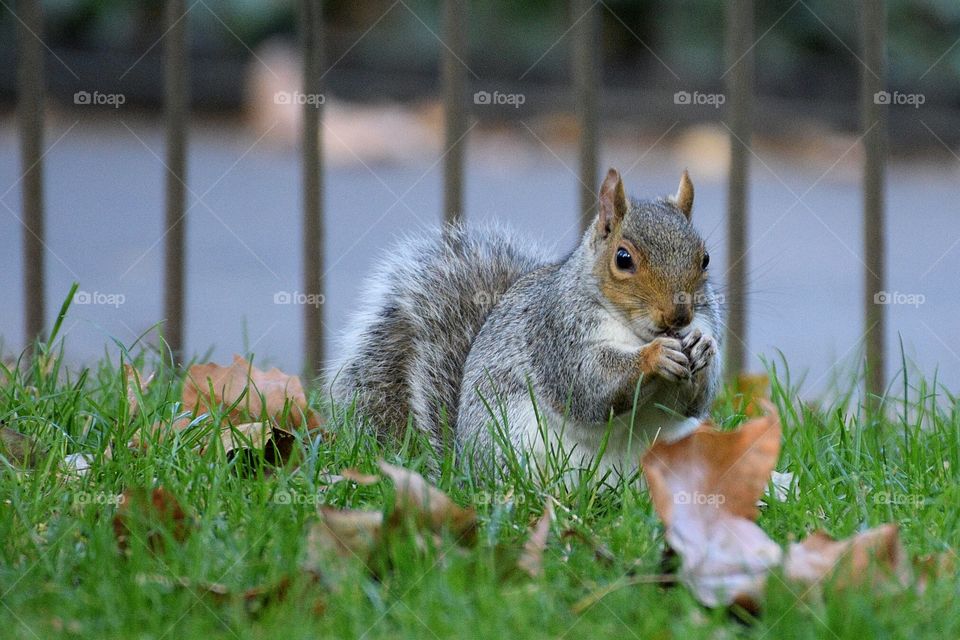 a small but not shy squirrel
