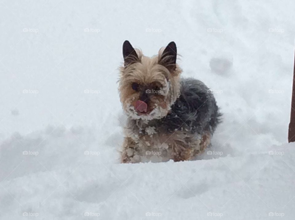 Cute yorkie puppy dog playing in the snow