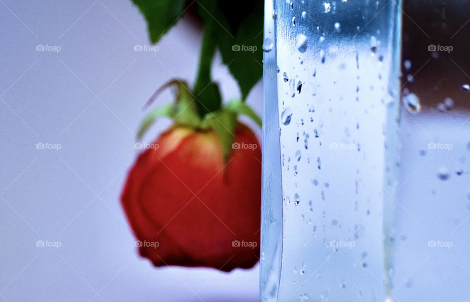 Fallen red rose from a vase, glass vase with water drops on 