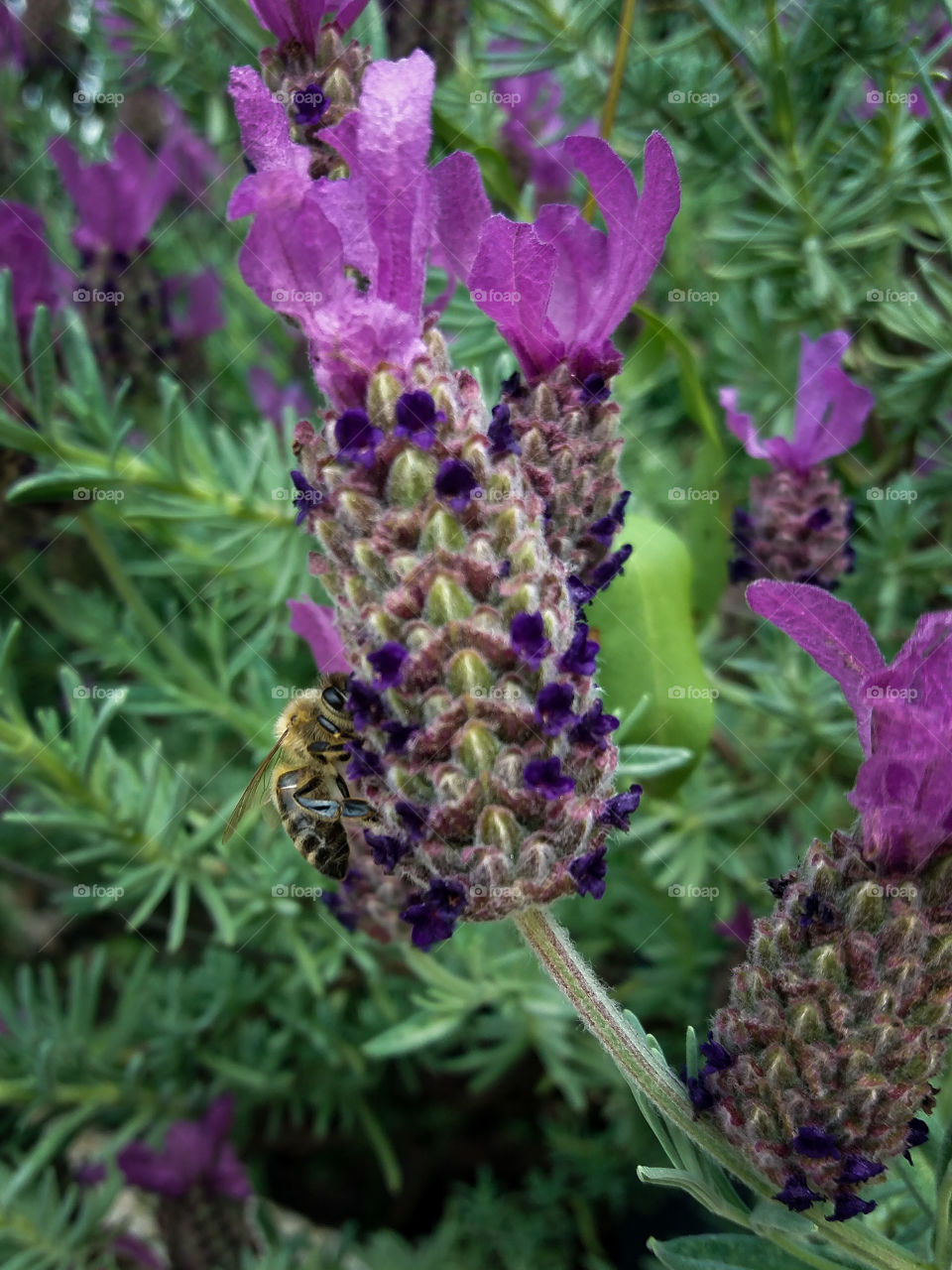 hiding bee on lavender blossom