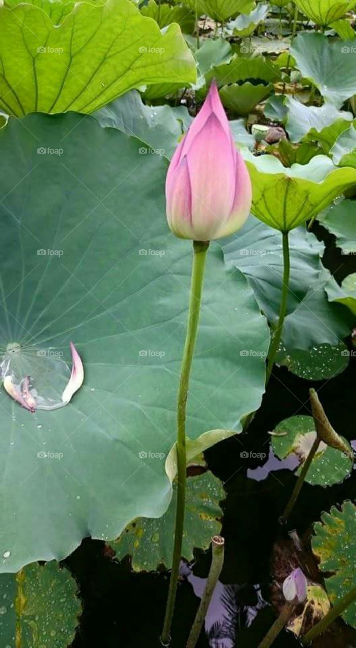 Lotus tainan taiwan