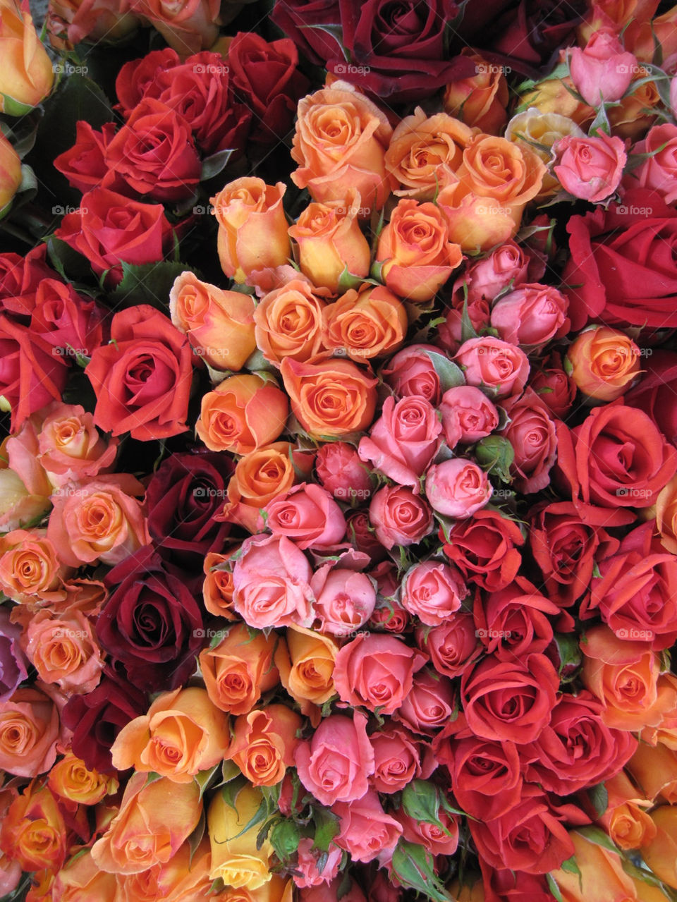 pink flower rose market by redgirl