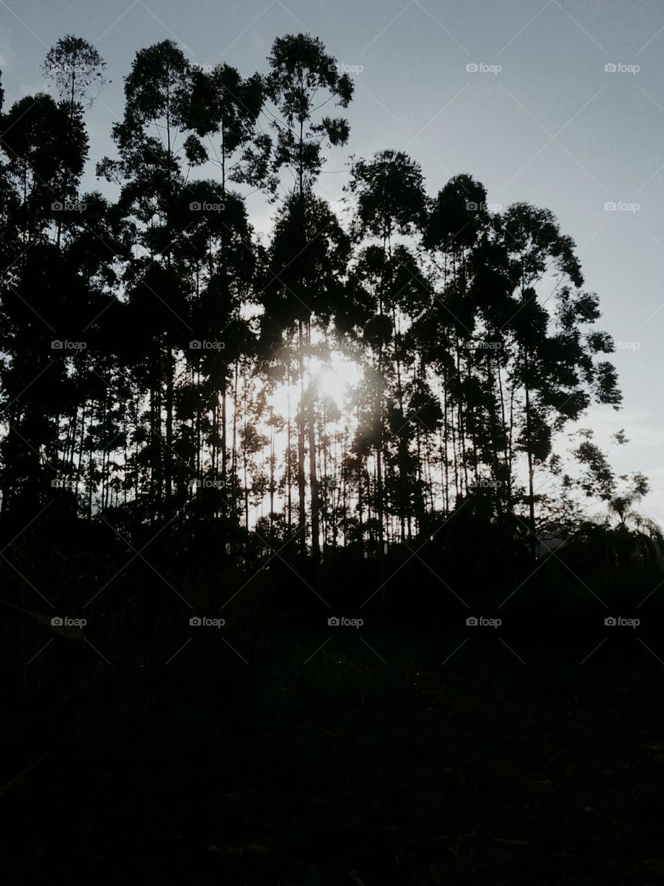 A despedida entre as esbeltas arvores.