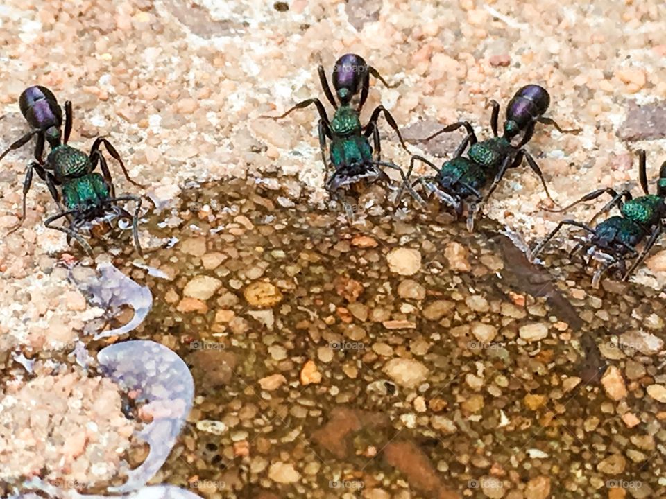 Working worker ants feeding from a pool of honey many in a row 