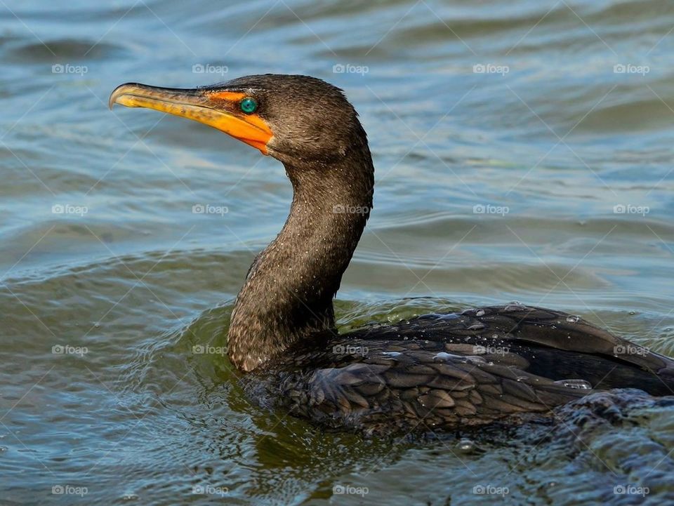 Double created cormorant 
