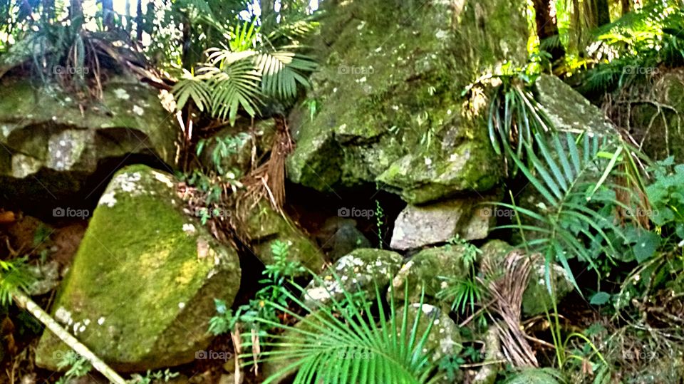 VEGETAÇÃO ROCHAS PEDRAS