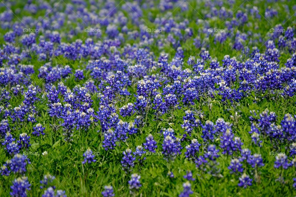 Texas flower blue bonnets 
