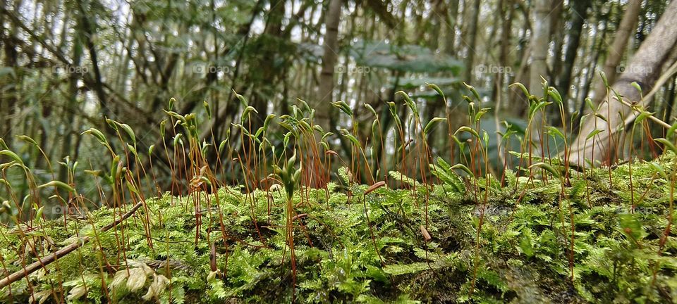 Plants at the bottom of the forest