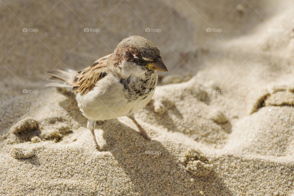 Little sparrow on the beach