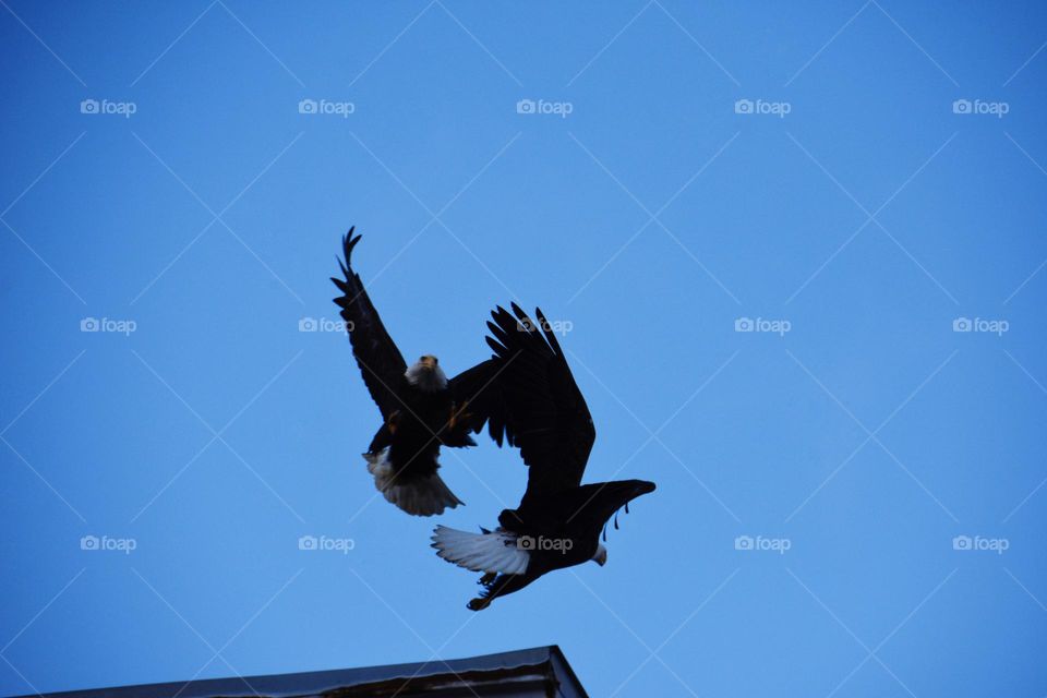 dance of eagles