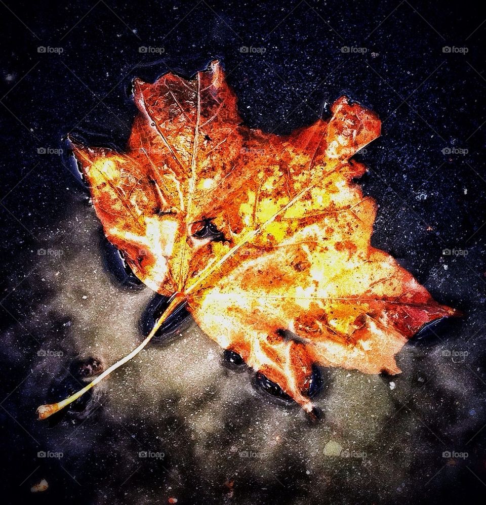 Autumn leaf