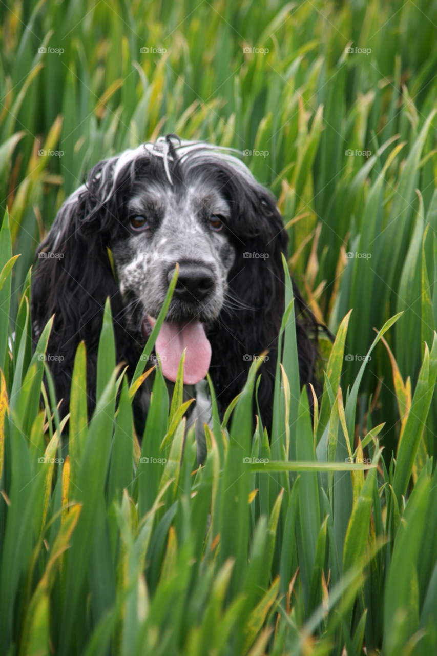 spaniel nelly halnaker by gary.collins