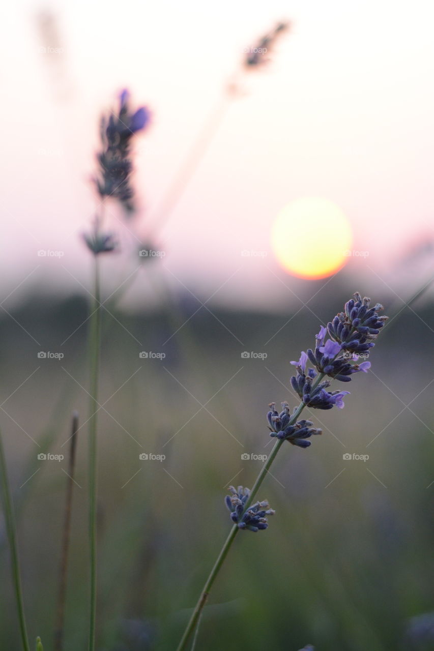 Purple lavender flowers and sunset light for a relaxing mood and shoot summer in the field. field sunlight summer lavender beautiful nature sunset backgrounds sunrise texture