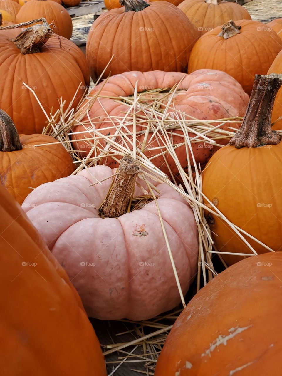 Pumpkins of all shapes, sizes and colors!