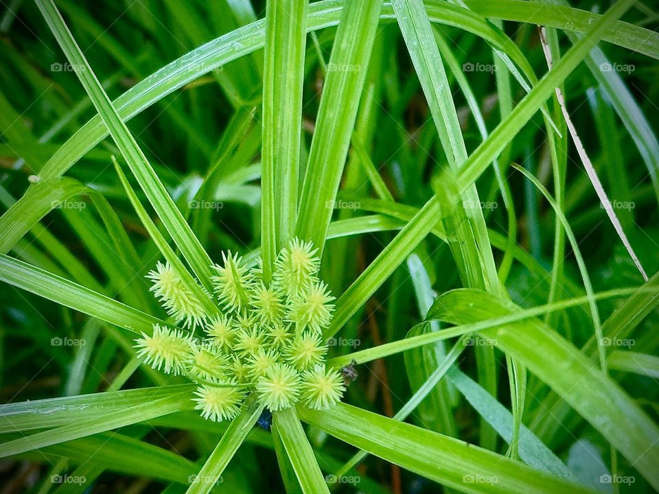 Bright green textured plant.