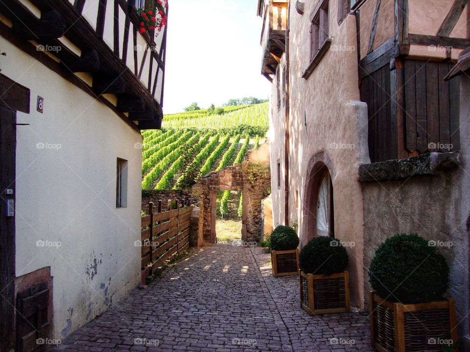 Views of the vineyards in Riquewihr Alsace France 🇫🇷