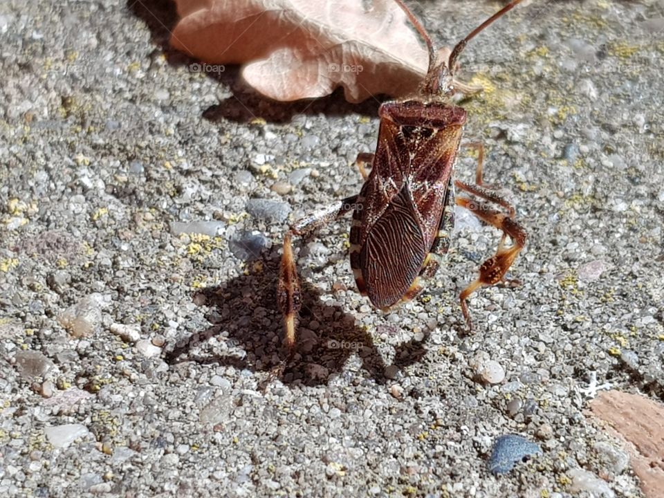 Insect on the ground