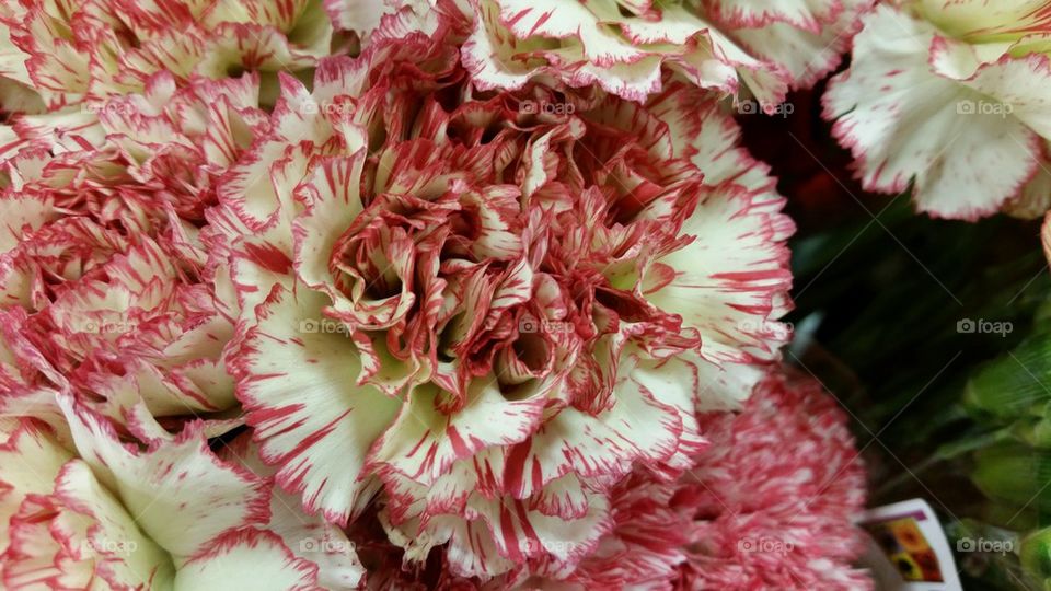 carnations