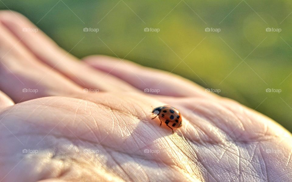 little ladybug 🐞 in the hand green background in sunlight