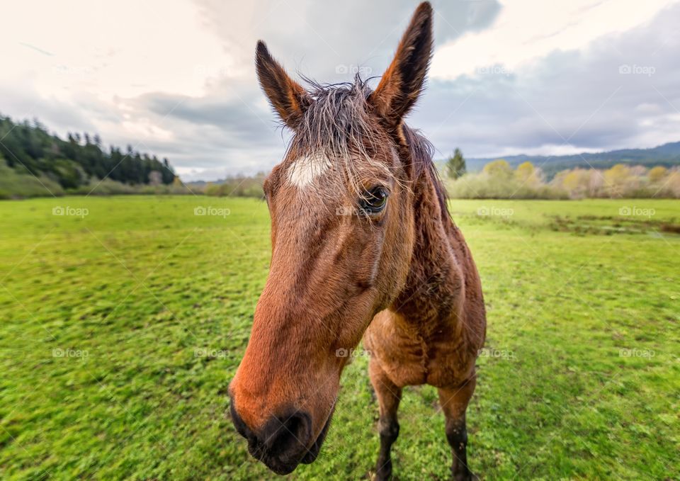 Horse standing on grassy field