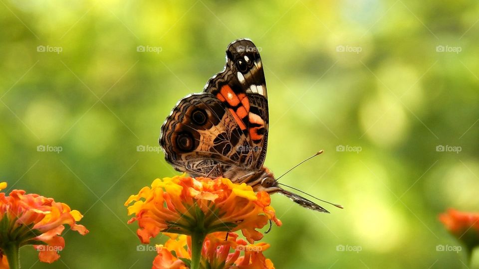 Beautiful butterfly on a flower