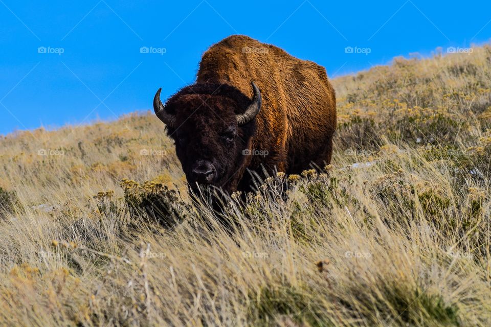 Wild buffalo in Utah