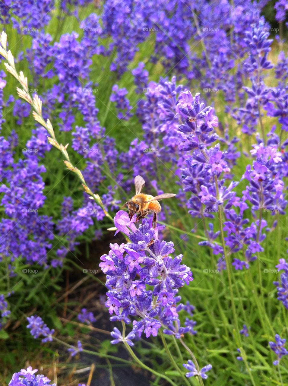 flowers garden park violet by surjake1