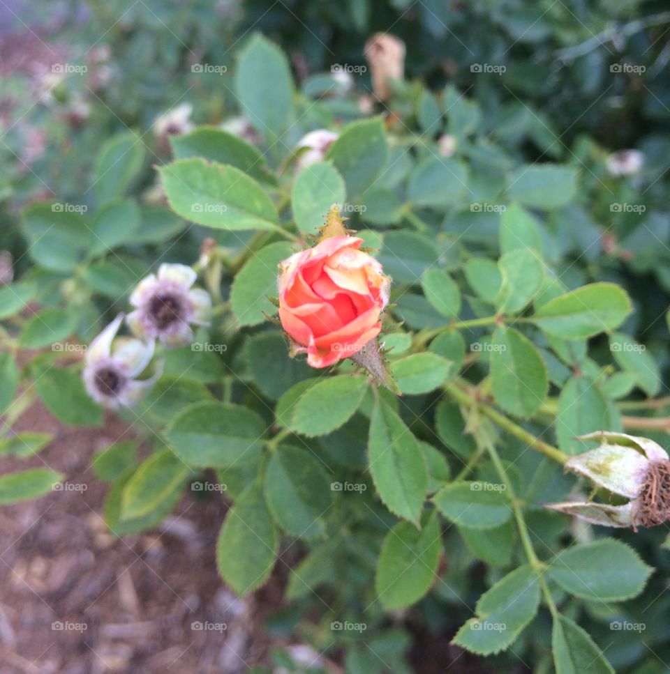 Lone rosebud budding