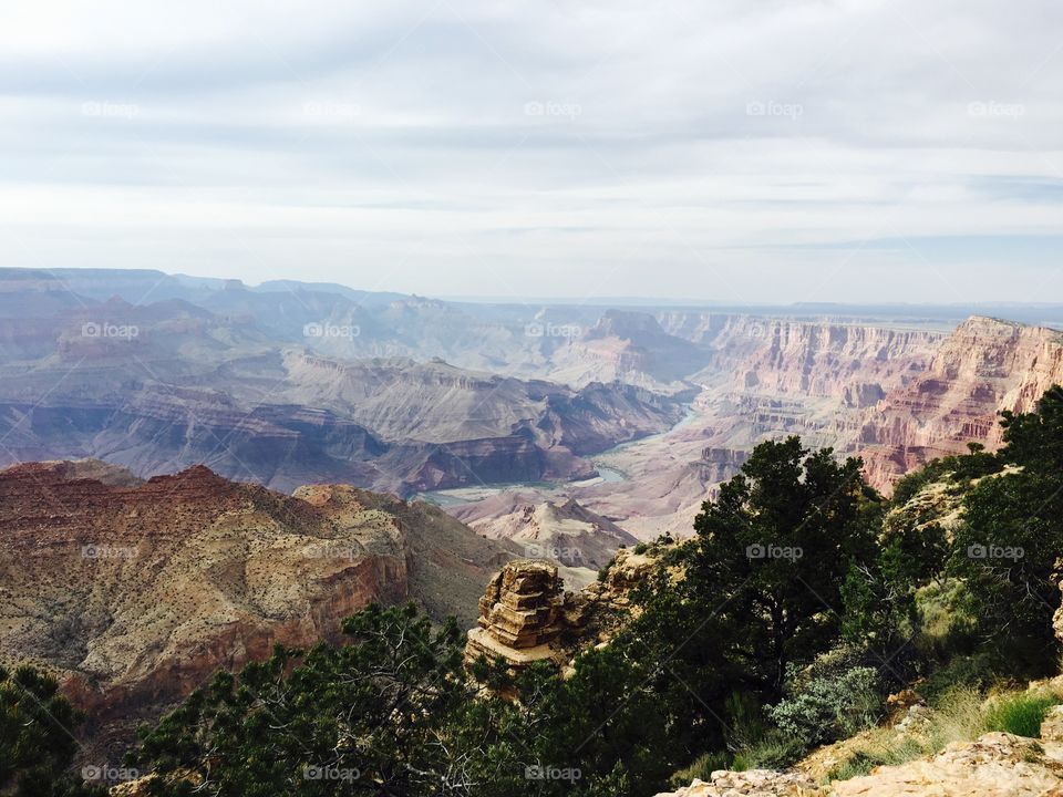 Trees growing on mountain in grand canyon