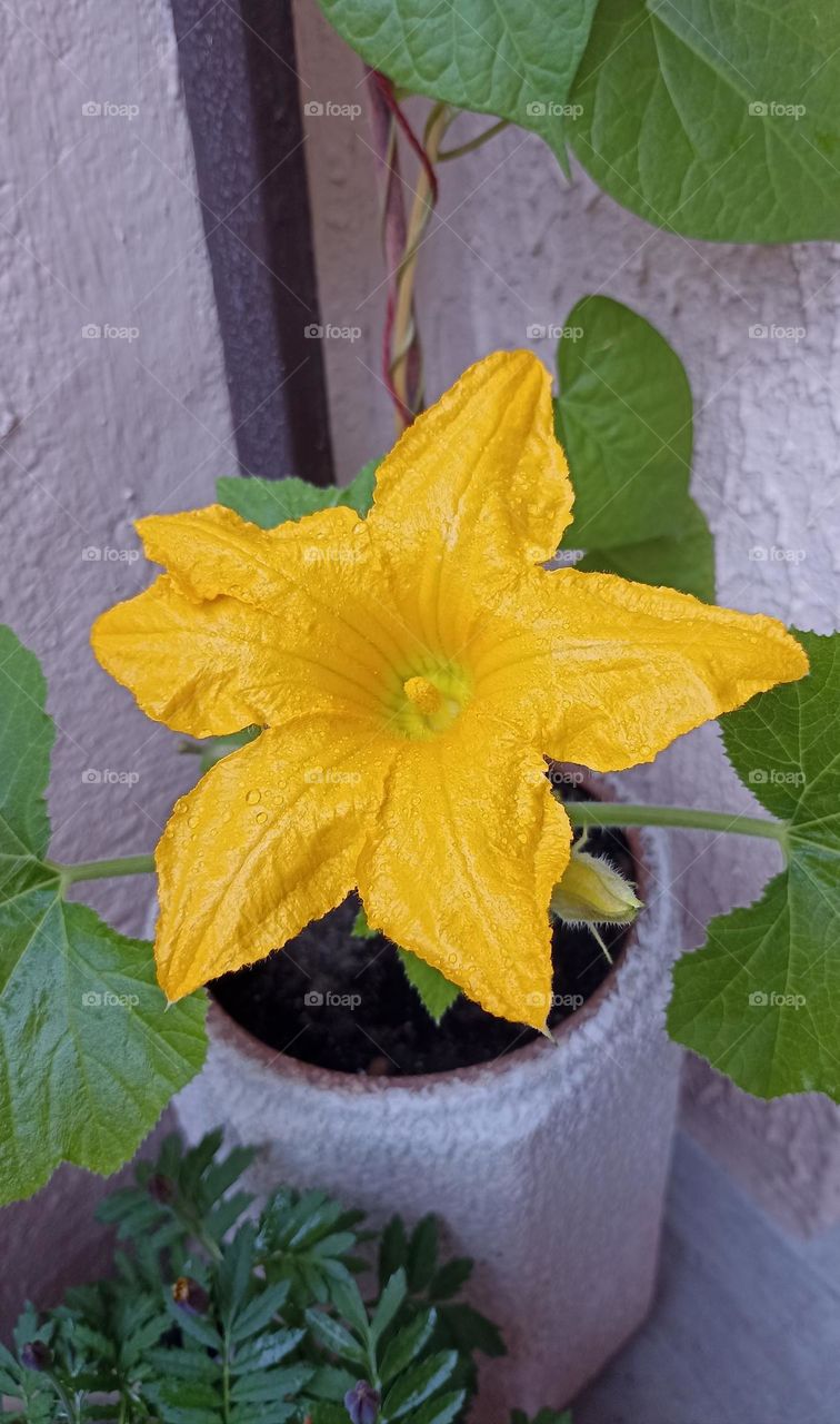 beautiful flowers in pot summer time