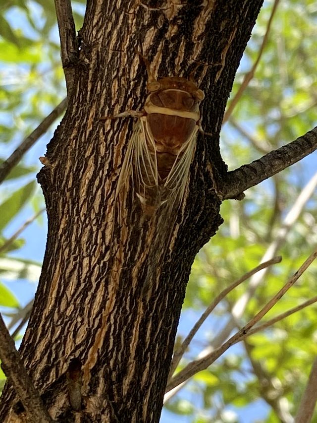 Cicada blend 