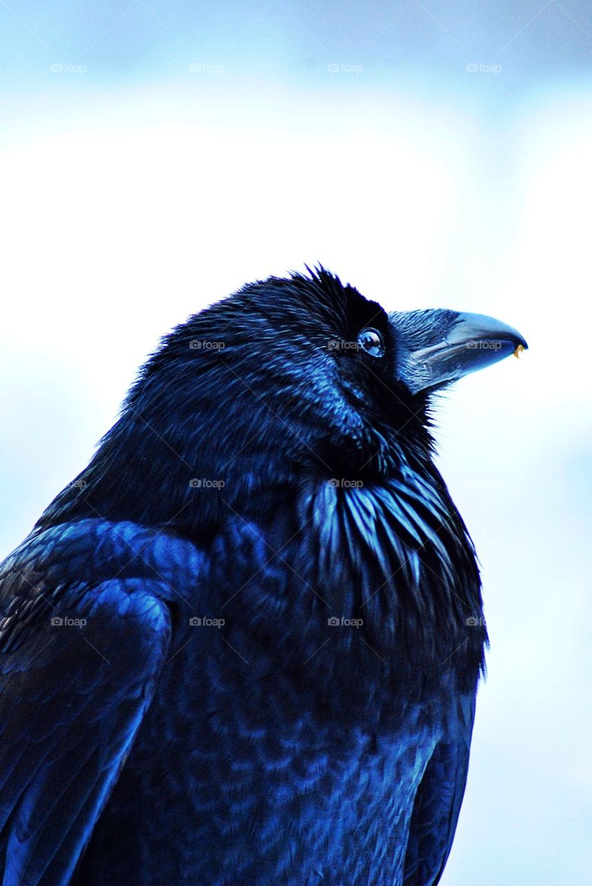 Blue raven