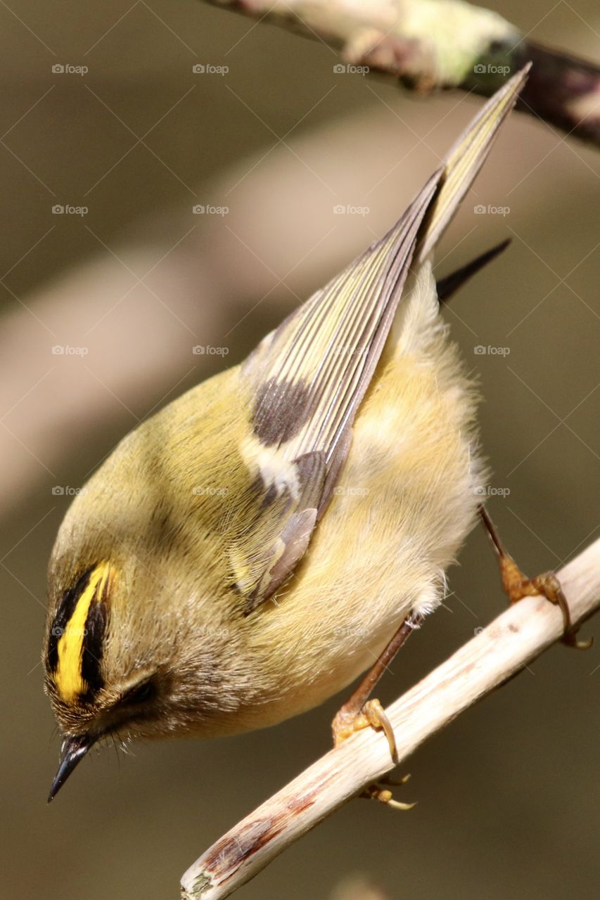 Goldcrest 