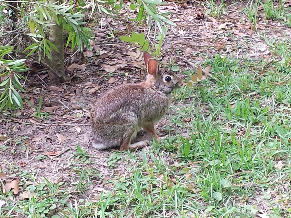 bunny posing close up