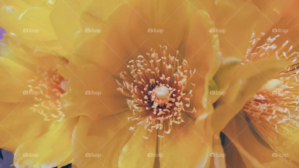 Yellow beauty.