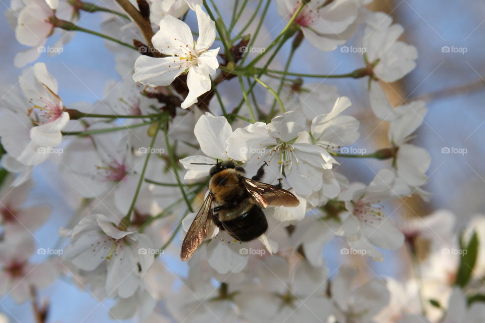 Bee collecting pollen