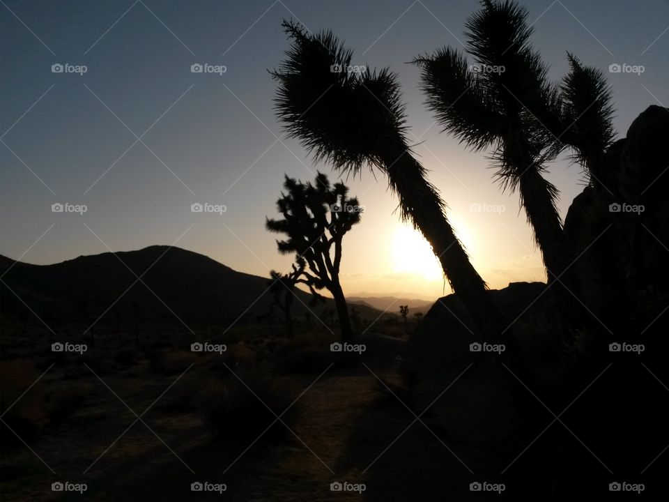 sunset joshua trees