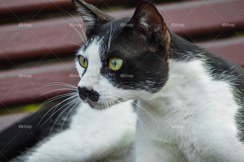 dangerous cat picture looks like very danger beautiful shot