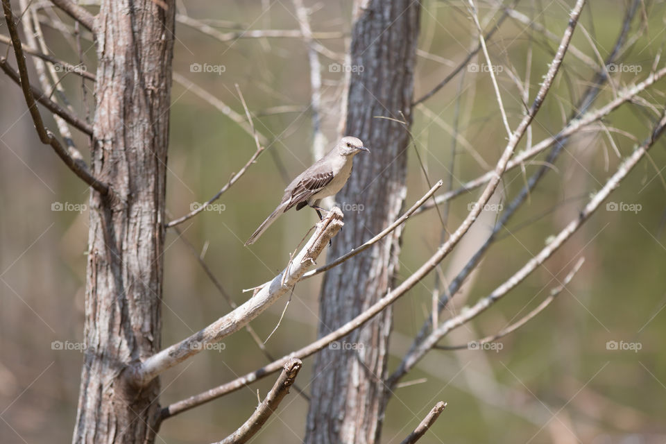 Bird, Nature, Wildlife, Tree, No Person