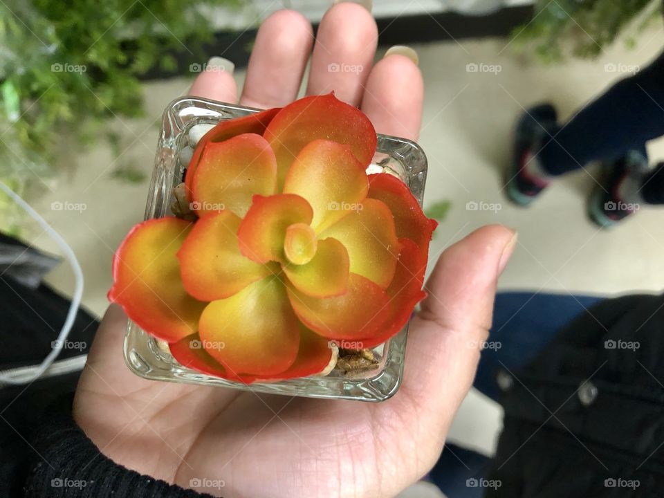 pretty plant 