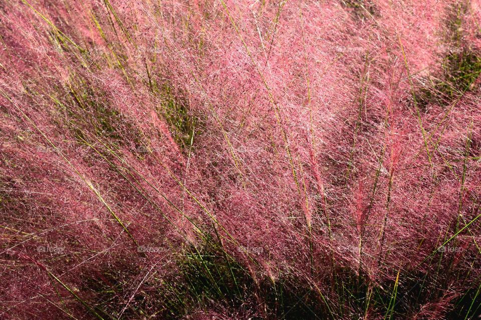cotton candy grass