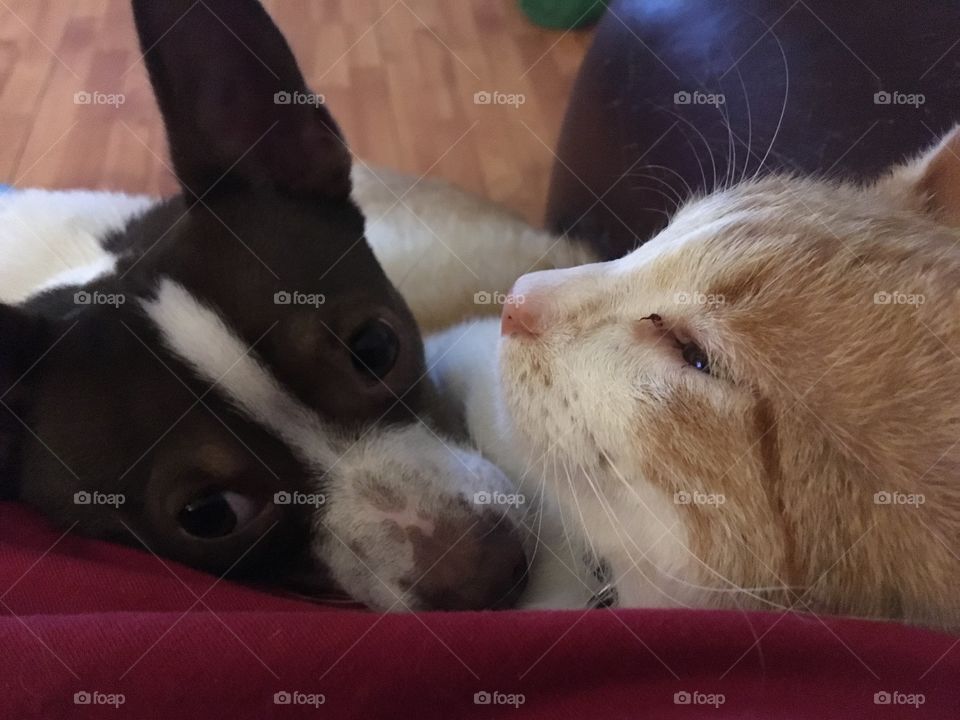 Dog and cat asleep on my lap, sorta playing possum. Best friends forever and ever!